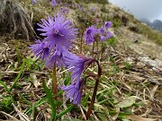 39 Soldanella alpina (Soldanella alpina)